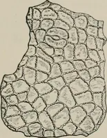 An illustration from The microscopy of vegetable foods, with special reference to the detection of adulteration and the diagnosis of mixtures (1916)