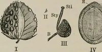 An illustration from The microscopy of vegetable foods, with special reference to the detection of adulteration and the diagnosis of mixtures (1916)