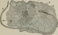An illustration from The microscopy of vegetable foods, with special reference to the detection of adulteration and the diagnosis of mixtures (1916)