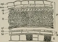 An illustration from The microscopy of vegetable foods, with special reference to the detection of adulteration and the diagnosis of mixtures (1916)