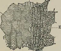 An illustration from The microscopy of vegetable foods, with special reference to the detection of adulteration and the diagnosis of mixtures (1916)