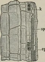 An illustration from The microscopy of vegetable foods, with special reference to the detection of adulteration and the diagnosis of mixtures (1916)