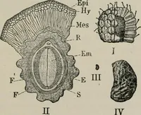 An illustration from The microscopy of vegetable foods, with special reference to the detection of adulteration and the diagnosis of mixtures (1916)