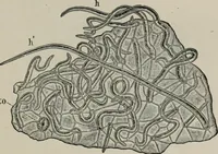 An illustration from The microscopy of vegetable foods, with special reference to the detection of adulteration and the diagnosis of mixtures (1916)