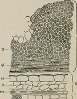 An illustration from The microscopy of vegetable foods, with special reference to the detection of adulteration and the diagnosis of mixtures (1916)