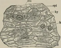 An illustration from The microscopy of vegetable foods, with special reference to the detection of adulteration and the diagnosis of mixtures (1916)