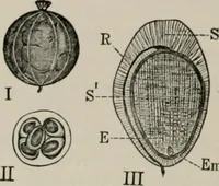 An illustration from The microscopy of vegetable foods, with special reference to the detection of adulteration and the diagnosis of mixtures (1916)