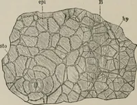 An illustration from The microscopy of vegetable foods, with special reference to the detection of adulteration and the diagnosis of mixtures (1916)