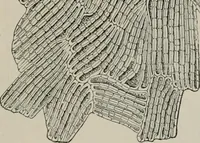 An illustration from The microscopy of vegetable foods, with special reference to the detection of adulteration and the diagnosis of mixtures (1916)