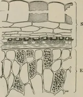 An illustration from The microscopy of vegetable foods, with special reference to the detection of adulteration and the diagnosis of mixtures (1916)