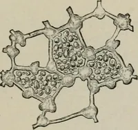 An illustration from The microscopy of vegetable foods, with special reference to the detection of adulteration and the diagnosis of mixtures (1916)