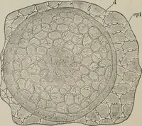 An illustration from The microscopy of vegetable foods, with special reference to the detection of adulteration and the diagnosis of mixtures (1916)