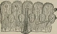 An illustration from The microscopy of vegetable foods, with special reference to the detection of adulteration and the diagnosis of mixtures (1916)