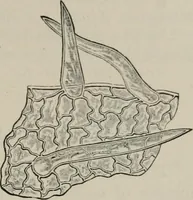 An illustration from The microscopy of vegetable foods, with special reference to the detection of adulteration and the diagnosis of mixtures (1916)