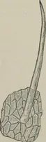 An illustration from The microscopy of vegetable foods, with special reference to the detection of adulteration and the diagnosis of mixtures (1916)