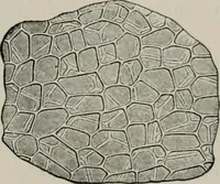 An illustration from The microscopy of vegetable foods, with special reference to the detection of adulteration and the diagnosis of mixtures (1916)