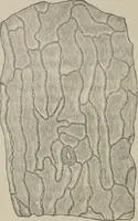 An illustration from The microscopy of vegetable foods, with special reference to the detection of adulteration and the diagnosis of mixtures (1916)