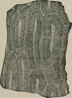 An illustration from The microscopy of vegetable foods, with special reference to the detection of adulteration and the diagnosis of mixtures (1916)