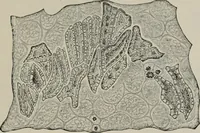 An illustration from The microscopy of vegetable foods, with special reference to the detection of adulteration and the diagnosis of mixtures (1916)
