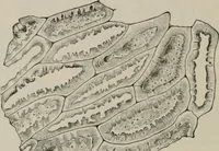 An illustration from The microscopy of vegetable foods, with special reference to the detection of adulteration and the diagnosis of mixtures (1916)