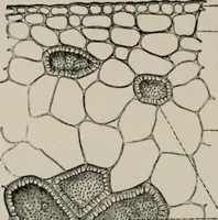 An illustration from The microscopy of vegetable foods, with special reference to the detection of adulteration and the diagnosis of mixtures (1916)