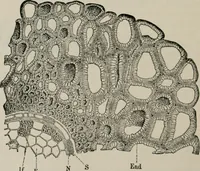 An illustration from The microscopy of vegetable foods, with special reference to the detection of adulteration and the diagnosis of mixtures (1916)
