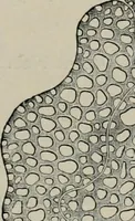 An illustration from The microscopy of vegetable foods, with special reference to the detection of adulteration and the diagnosis of mixtures (1916)