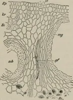 An illustration from The microscopy of vegetable foods, with special reference to the detection of adulteration and the diagnosis of mixtures (1916)