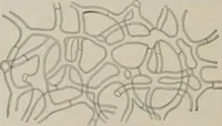 An illustration from The microscopy of vegetable foods, with special reference to the detection of adulteration and the diagnosis of mixtures (1916)