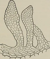 An illustration from The microscopy of vegetable foods, with special reference to the detection of adulteration and the diagnosis of mixtures (1916)