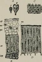 An illustration from The microscopy of vegetable foods, with special reference to the detection of adulteration and the diagnosis of mixtures (1916)