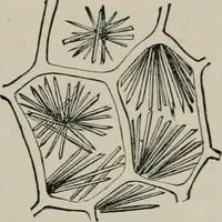 An illustration from The microscopy of vegetable foods, with special reference to the detection of adulteration and the diagnosis of mixtures (1916)