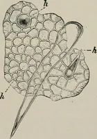 An illustration from The microscopy of vegetable foods, with special reference to the detection of adulteration and the diagnosis of mixtures (1916)
