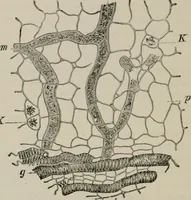An illustration from The microscopy of vegetable foods, with special reference to the detection of adulteration and the diagnosis of mixtures (1916)