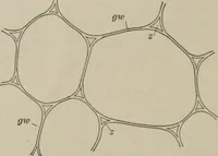 An illustration from The microscopy of vegetable foods, with special reference to the detection of adulteration and the diagnosis of mixtures (1916)