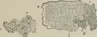 An illustration from The microscopy of vegetable foods, with special reference to the detection of adulteration and the diagnosis of mixtures (1916)