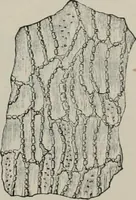 An illustration from The microscopy of vegetable foods, with special reference to the detection of adulteration and the diagnosis of mixtures (1916)