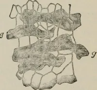 An illustration from The microscopy of vegetable foods, with special reference to the detection of adulteration and the diagnosis of mixtures (1916)