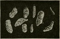An illustration from The microscopy of vegetable foods, with special reference to the detection of adulteration and the diagnosis of mixtures (1916)