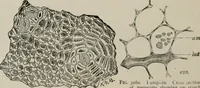 An illustration from The microscopy of vegetable foods, with special reference to the detection of adulteration and the diagnosis of mixtures (1916)