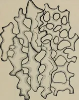 An illustration from The microscopy of vegetable foods, with special reference to the detection of adulteration and the diagnosis of mixtures (1916)