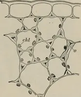 An illustration from The microscopy of vegetable foods, with special reference to the detection of adulteration and the diagnosis of mixtures (1916)