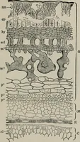 An illustration from The microscopy of vegetable foods, with special reference to the detection of adulteration and the diagnosis of mixtures (1916)