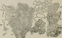 An illustration from The microscopy of vegetable foods, with special reference to the detection of adulteration and the diagnosis of mixtures (1916)