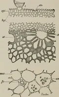 An illustration from The microscopy of vegetable foods, with special reference to the detection of adulteration and the diagnosis of mixtures (1916)