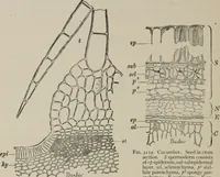 An illustration from The microscopy of vegetable foods, with special reference to the detection of adulteration and the diagnosis of mixtures (1916)