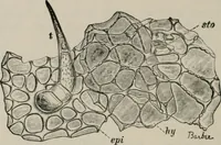 An illustration from The microscopy of vegetable foods, with special reference to the detection of adulteration and the diagnosis of mixtures (1916)