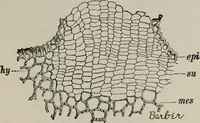An illustration from The microscopy of vegetable foods, with special reference to the detection of adulteration and the diagnosis of mixtures (1916)