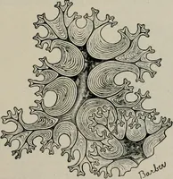 An illustration from The microscopy of vegetable foods, with special reference to the detection of adulteration and the diagnosis of mixtures (1916)