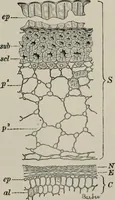 An illustration from The microscopy of vegetable foods, with special reference to the detection of adulteration and the diagnosis of mixtures (1916)